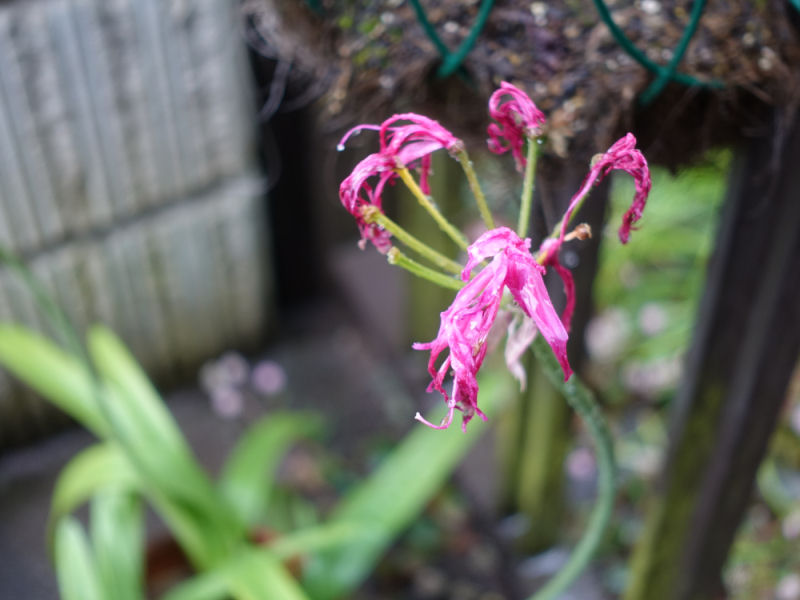 60Nerine1